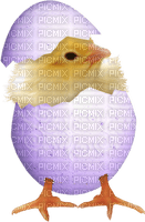 påsk-ägg-kyckling - PNG gratuit