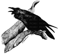 corbeau - Darmowy animowany GIF