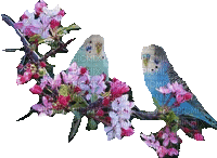 Oiseau bird Vogel - Animovaný GIF zadarmo