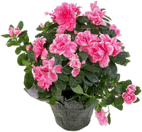 Kaz_Creations Flowers Plant Vase - 無料png