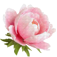 Pfingstrose, rosè, Blume - GIF animé gratuit
