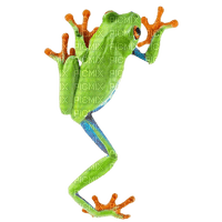 frog - PNG gratuit
