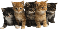 KITTENS - Free PNG