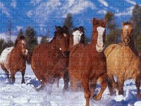 Chevaux ♥ - png grátis
