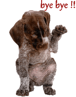 Собака - Zdarma animovaný GIF