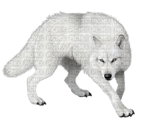 Wolf.Loup blanc.Lobo.Victoriabea - Free PNG
