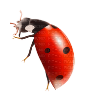 Kaz_Creations Ladybug Spring - PNG gratuit