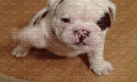 chien bulldog - Bezmaksas animēts GIF