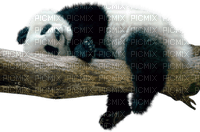 Tube Panda - PNG gratuit