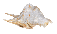 shell (created with gimp) - Besplatni animirani GIF