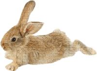 bunny-rabbit-animal-deco-minou52 - png ฟรี