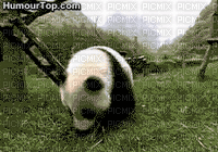 panda - GIF animasi gratis