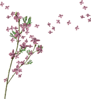 pink-lila-flower-minou52 - nemokama png