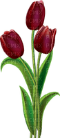 Flowers burgundy bp - PNG gratuit