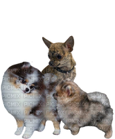 Chihuahua/Pomeranian - PNG gratuit