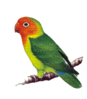 parrot katrin - бесплатно png
