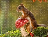 petit écureuil - zadarmo png