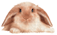 rabbit anastasia - darmowe png