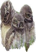 Owls - Gratis animerad GIF