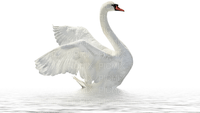 Kaz_Creations Swans Swan Birds - PNG gratuit