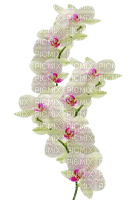 flower-orchide´ - PNG gratuit