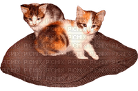 kittens bp - Free PNG