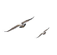 oiseaux - Ingyenes animált GIF