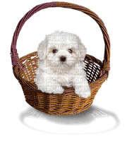 dolceluna dog white brown basket - PNG gratuit