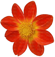 Flowers orange bp - фрее пнг