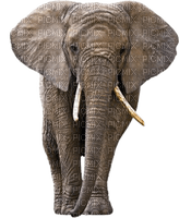 Elefant - png gratis