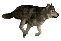 lobo - GIF animado grátis