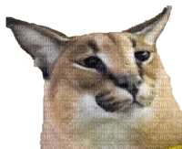 Floppa cat - PNG gratuit