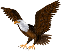 eagle - kostenlos png