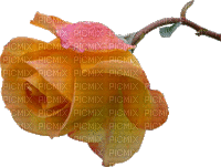 minou-yelloow-flower-rose - GIF เคลื่อนไหวฟรี