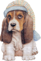 ani-hund-dog-djur - 無料のアニメーション GIF
