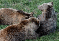 European bear, Euroopan karhu - GIF animate gratis