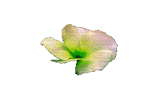 Цветок - Бесплатный анимированный гифка