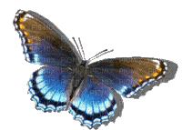 nbl-butterfly - Free animated GIF
