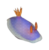 sea slug - 免费PNG