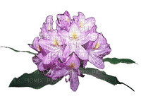 Rhododendron - besplatni png