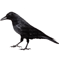 raven - δωρεάν png