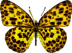 mariposa  animada dubravka4 - GIF animate gratis