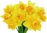 Daffodil Bouquet - Zdarma animovaný GIF