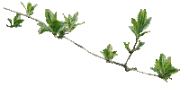 branch - Free animated GIF
