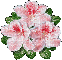 цветок - 免费动画 GIF