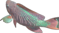 fish - ücretsiz png