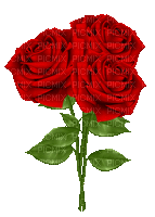 roses - Animovaný GIF zadarmo