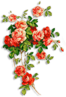 Green red pink roses deco [Basilslament] - 無料png