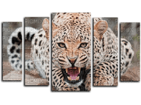 cheetah bp - 免费PNG