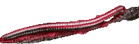 red - Darmowy animowany GIF